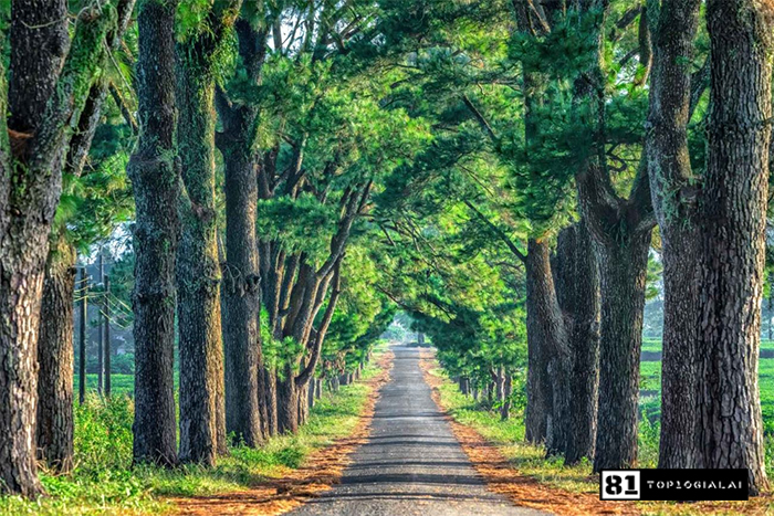 Du lịch 3 ngày 2 đêm Gia Lai - Hàng Thông Trăm Tuổi